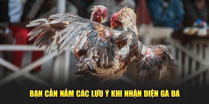 Bạn cần nắm các lưu ý khi nhận diện gà đá