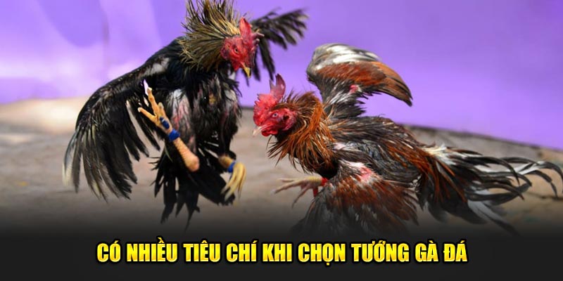 Có nhiều tiêu chí khi chọn gà 