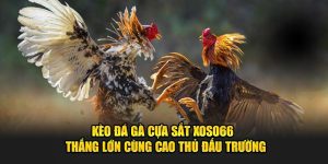 Kèo đá gà cựa sắt Xoso66