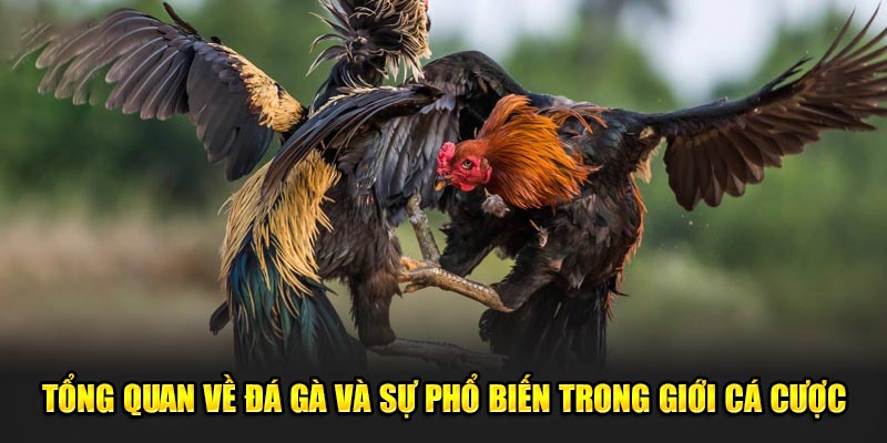 Tổng quan về gà và sự phổ biến trong giới cá cược