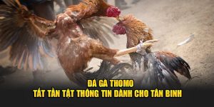 Đá gà Thomo tất tần tật thông tin cho tân binh